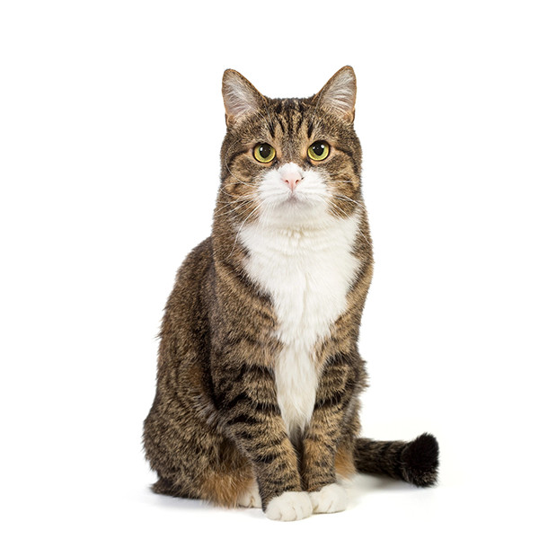 Γάτες superdogs