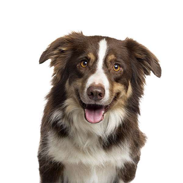 Σκύλοι superdogs