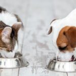 Υγεία και Διατροφή Σκύλων & Γατών: Τι Πρέπει να Γνωρίζετε για μια Ζωή Γεμάτη Ευεξία