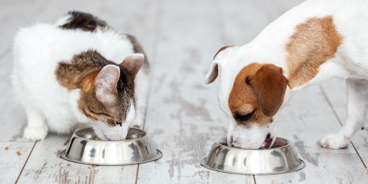 Υγεία και Διατροφή Σκύλων & Γατών: Τι Πρέπει να Γνωρίζετε για μια Ζωή Γεμάτη Ευεξία