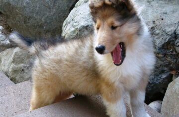 08-01-09_Sable_and_White_Female_Collie_Puppy_A_8_weeks3