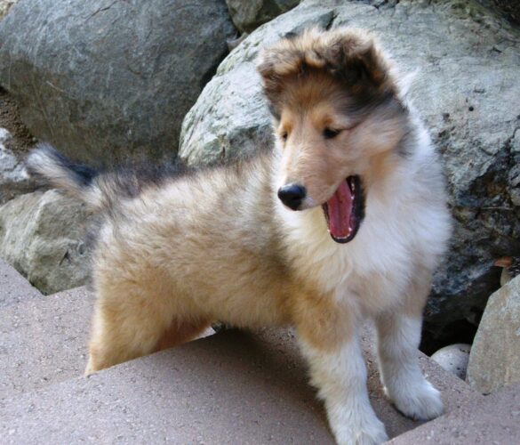 COLLIE ΚΟΥΤΑΒΑΚΙΑ