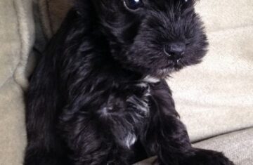 0e8be991de99ff27655ee8a651a36c4e