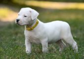 DOGO ARGENTINO ΚΟΥΤΑΒΑΚΙΑ