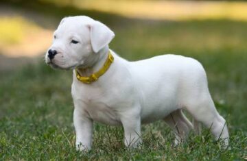 100769677-the-sweet-puppy-dogo-argentino-standing-in-grass-front-view