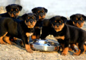 ROTTWEILER ΡΟΤΒΑΙΛΕΡ KOYTABAKIA