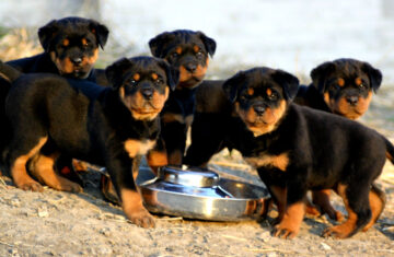 1358760521_474813295_1-