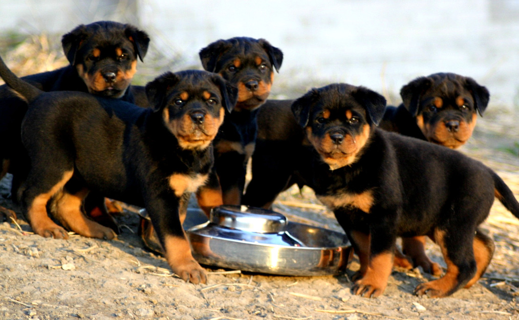 ROTTWEILER ΡΟΤΒΑΙΛΕΡ KOYTABAKIA