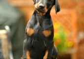 DOBERMAN ΚΟΥΤΑΒΑΚΙΑ