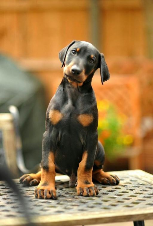 DOBERMAN ΚΟΥΤΑΒΑΚΙΑ