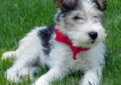 FOX TERRIER ΚΟΥΤΑΒΑΚΙΑ
