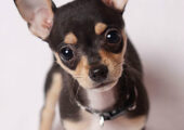 CHIHUAHUA ΚΟΥΤΑΒΑΚΙΑ