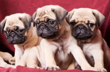 246724-425×274-pug-dog-breed-1