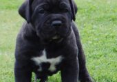 CANE CORSO ΜΑΥΡΑ ΚΟΥΤΑΒΑΚΙΑ