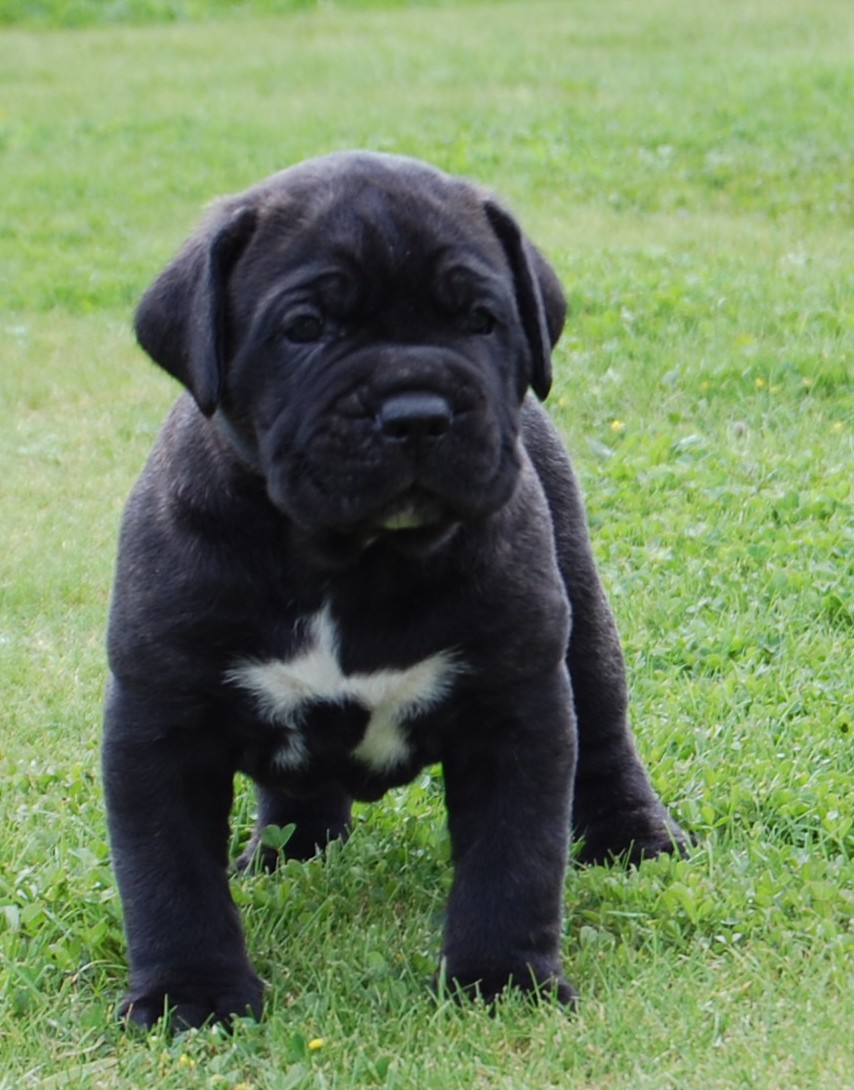 CANE CORSO ΜΑΥΡΑ ΚΟΥΤΑΒΑΚΙΑ