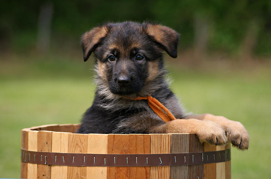 GERMAN SHEPHERD ΓΕΡΜΑΝΙΚΑ ΠΟΙΜΕΝΙΚΑ ΚΟΥΤΑΒΑΚΙΑ