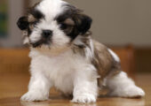SHIH TZU ΣΙΧ ΤΣΟΥ ΚΟΥΤΑΒΑΚΙΑ