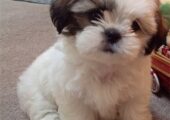 SHIH TZU ΣΙΧ ΤΣΟΥ ΚΟΥΤΑΒΑΚΙΑ