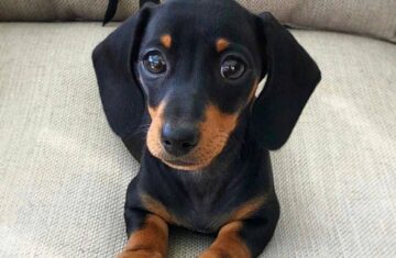 43b164f71dea11729fb6c98acb57a52a