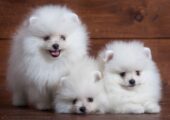 POMERANIAN SPITZ ΚΟΥΤΑΒΑΚΙΑ