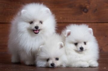 6be590a01bff3e26e2fd2a5d1d42506d