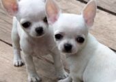 CHIHUAHUA ΚΟΥΤΑΒΑΚΙΑ