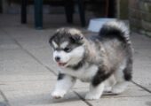MALAMUTE ΚΟΥΤΑΒΑΚΙΑ