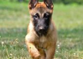MALINOIS ΜΑΛΙΝΟΥΑ ΚΟΥΤΑΒΑΚΙΑ