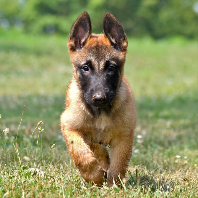 MALINOIS ΜΑΛΙΝΟΥΑ ΚΟΥΤΑΒΑΚΙΑ