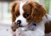CAVALIER KING CHARLES ΚΟΥΤΑΒΑΚΙΑ