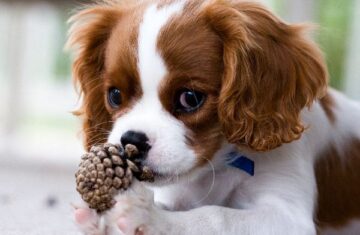 Cavalier_King_Charles_Spaniel_Puppy_600