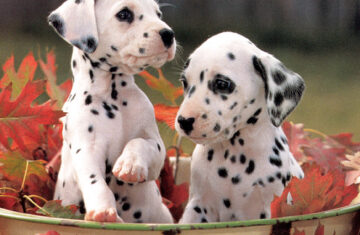 Dalmatian-puppies