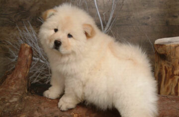 Dog_ChowChow_chowchowwallpaperchowchowpicturechow8