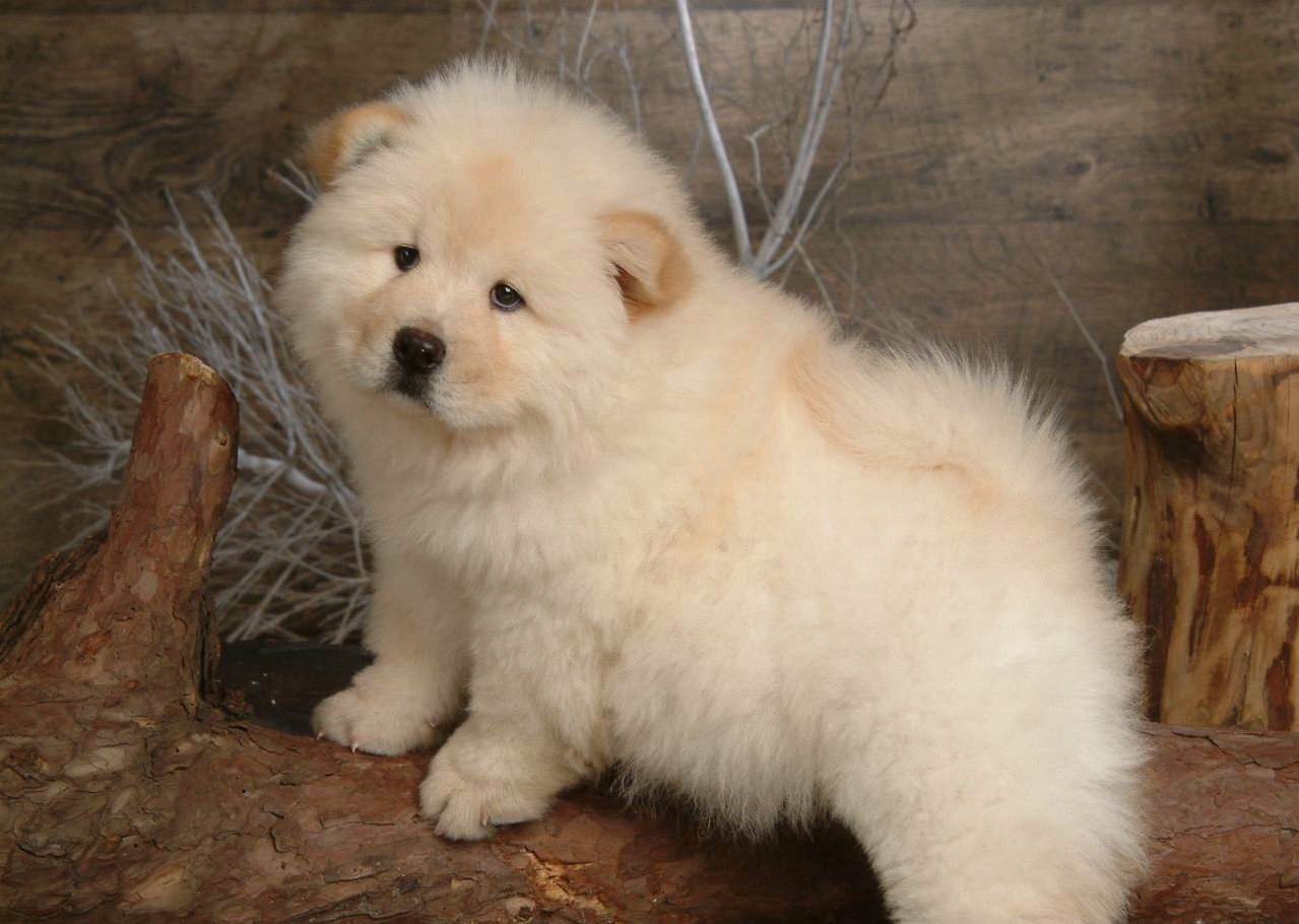 CHOW CHOW ΛΕΥΚΑ ΚΟΥΤΑΒΑΚΙΑ