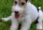 FOX TERRIER ΚΟΥΤΑΒΑΚΙΑ