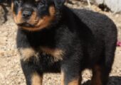 ROTTWEILER ΡΟΤΒΑΙΛΕΡ KOYTABAKIA