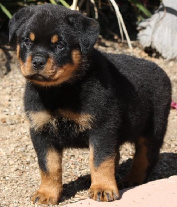 ROTTWEILER ΡΟΤΒΑΙΛΕΡ KOYTABAKIA