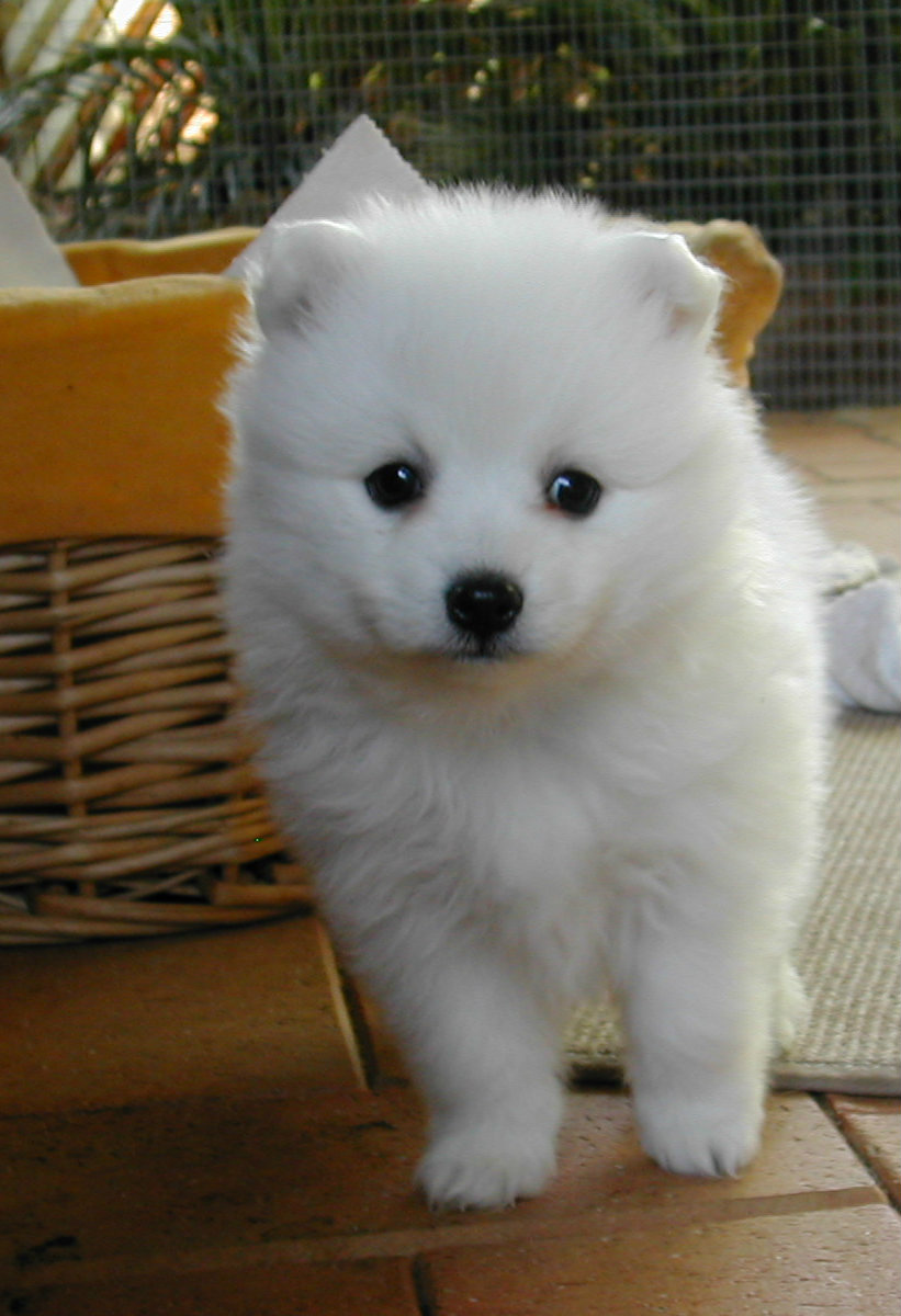 SPITZ ΣΠΙΤΣ ΚΟΥΤΑΒΑΚΙΑ