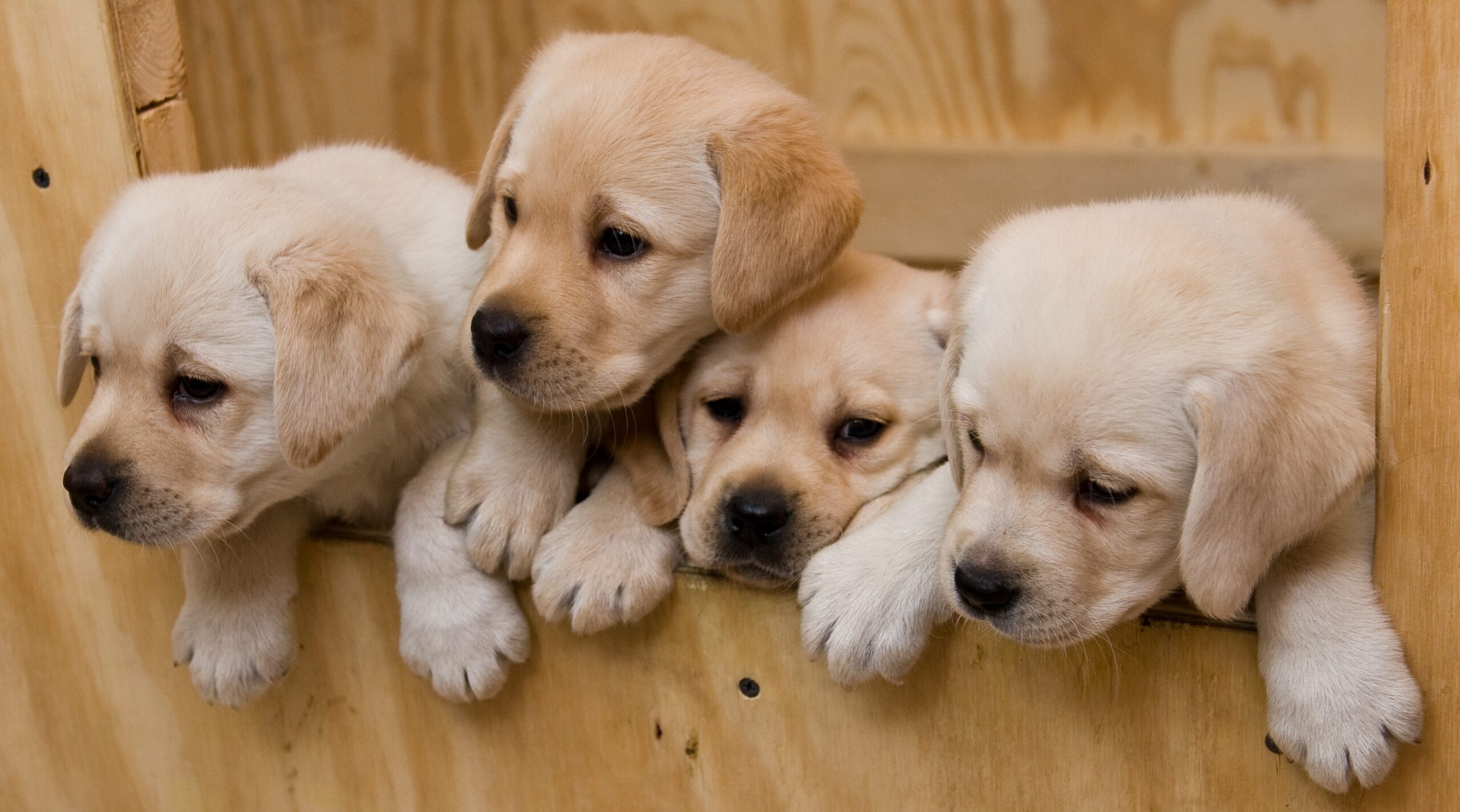 LABRADOR ΧΡΥΣΑ,ΜΠΕΖ ΚΑΙ ΜΑΥΡΑ ΚΟΥΤΑΒΑΚΙΑ