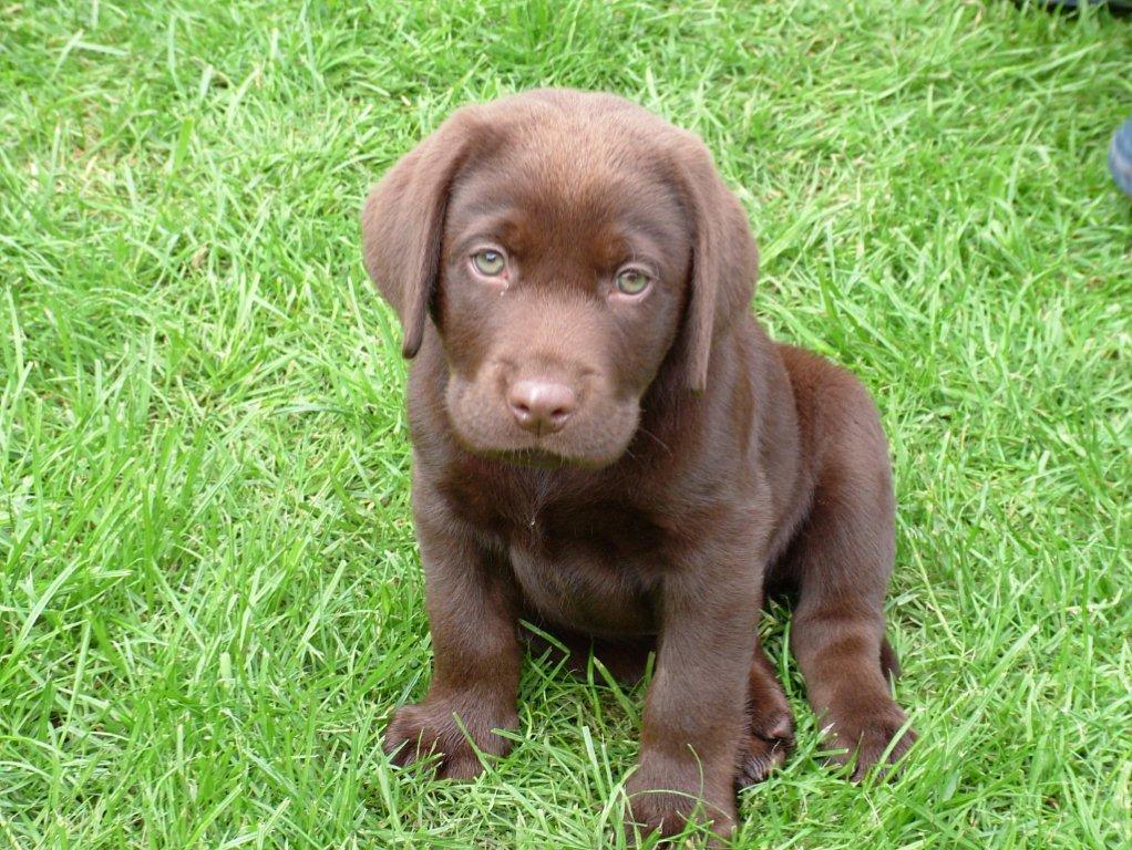 LABRADOR ΚΑΦΕ CHOCOLATE ΚΟΥΤΑΒΑΚΙΑ