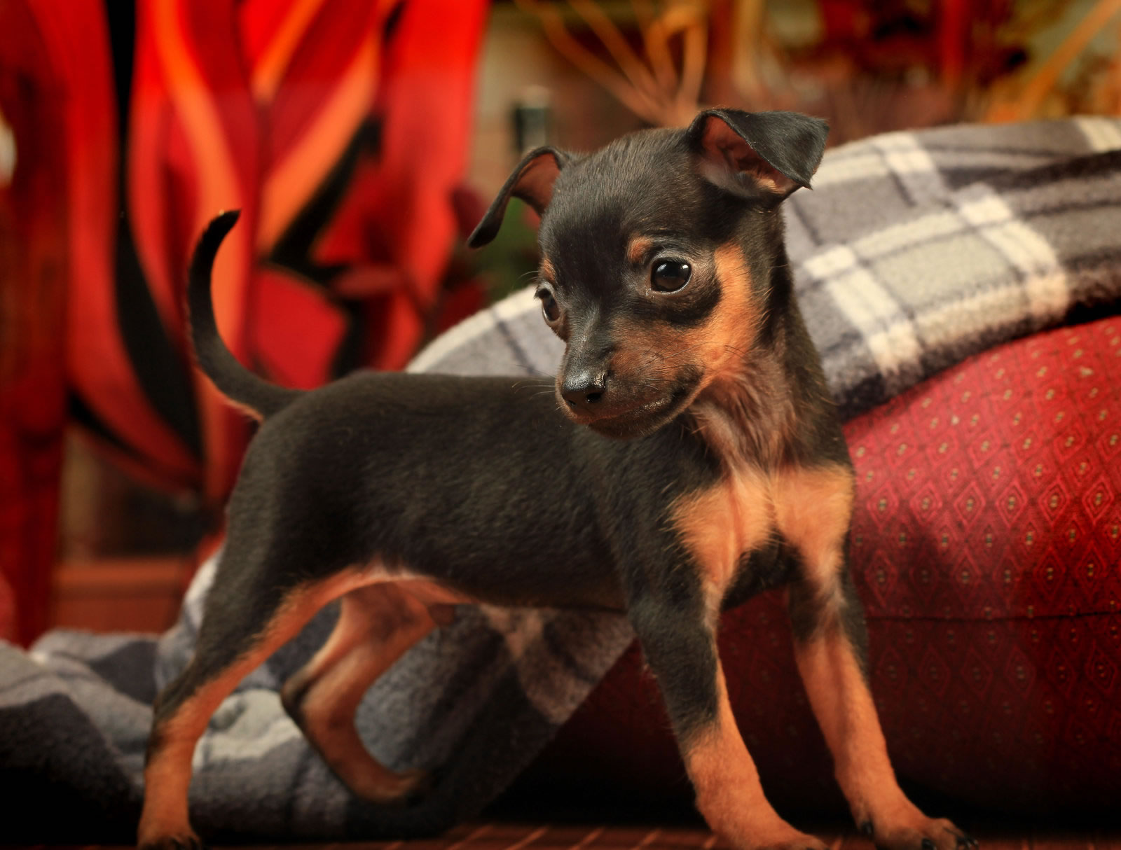 PINSCHER ΠΙΝΣΕΡ ΚΟΥΤΑΒΑΚΙΑ