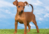 PINSCHER ΠΙΝΣΕΡ ΚΟΥΤΑΒΑΚΙΑ