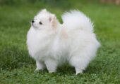 POMERANIAN SPITZ ΚΟΥΤΑΒΑΚΙΑ