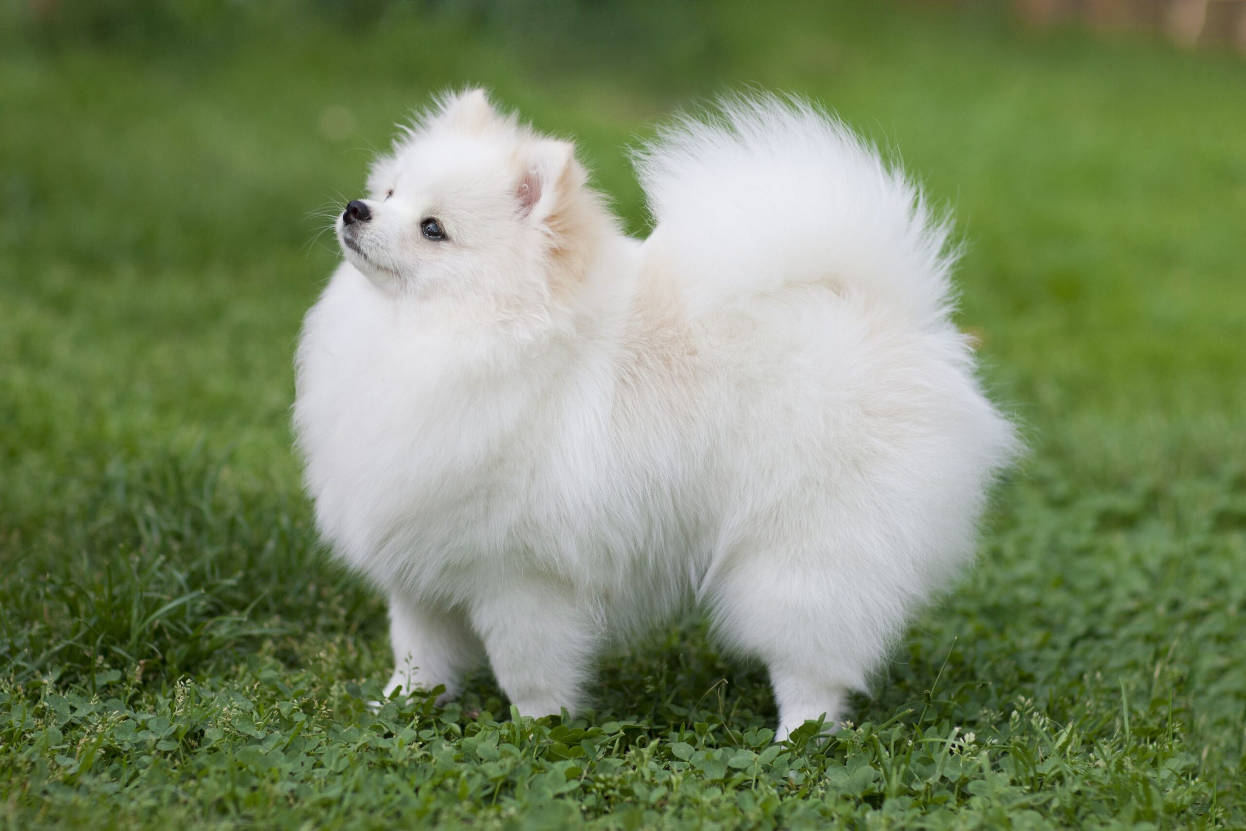 POMERANIAN SPITZ ΚΟΥΤΑΒΑΚΙΑ