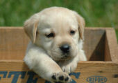 LABRADOR ΧΡΥΣΑ,ΜΠΕΖ ΚΑΙ ΜΑΥΡΑ ΚΟΥΤΑΒΑΚΙΑ