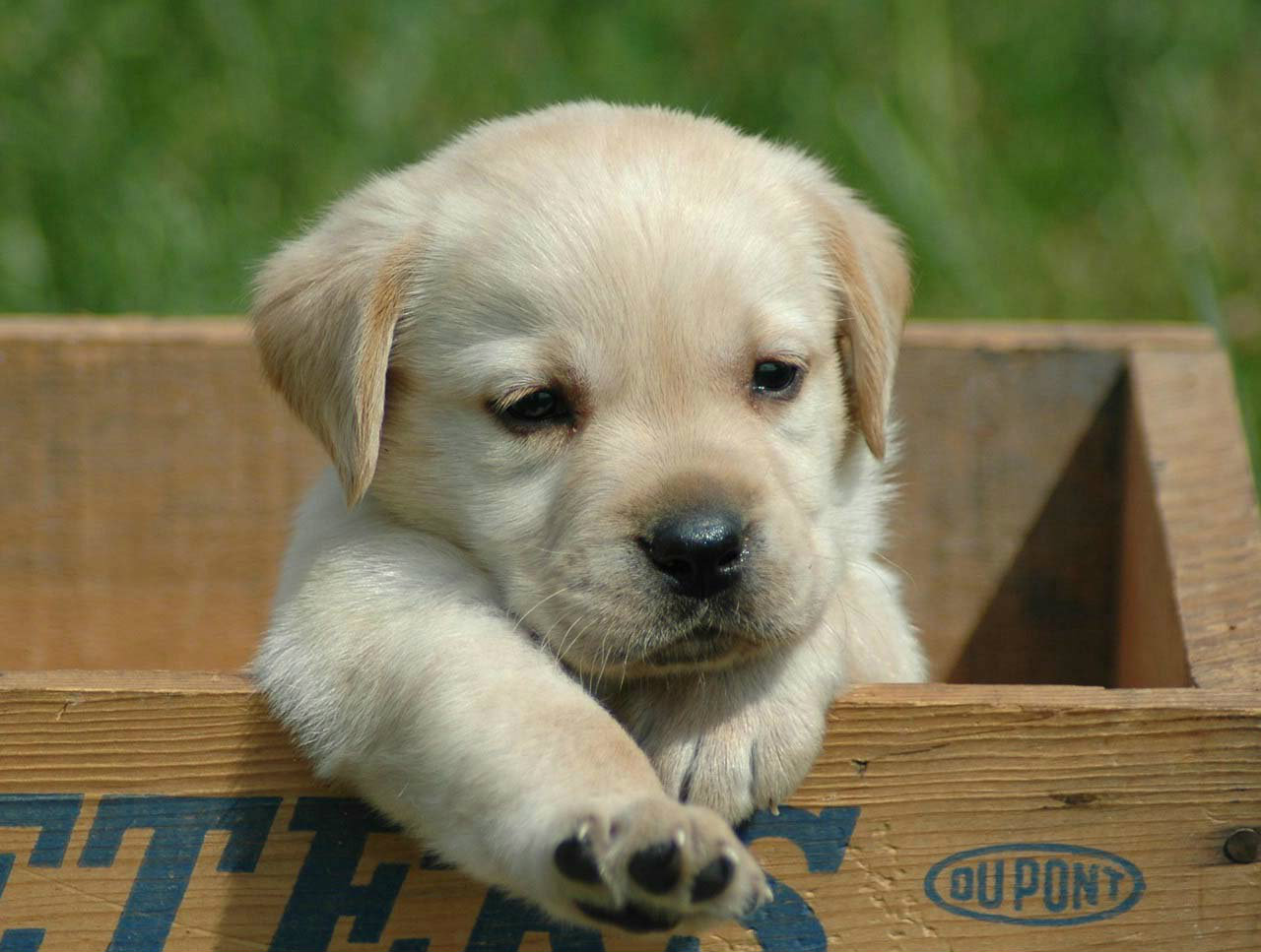 LABRADOR ΧΡΥΣΑ,ΜΠΕΖ ΚΑΙ ΜΑΥΡΑ ΚΟΥΤΑΒΑΚΙΑ