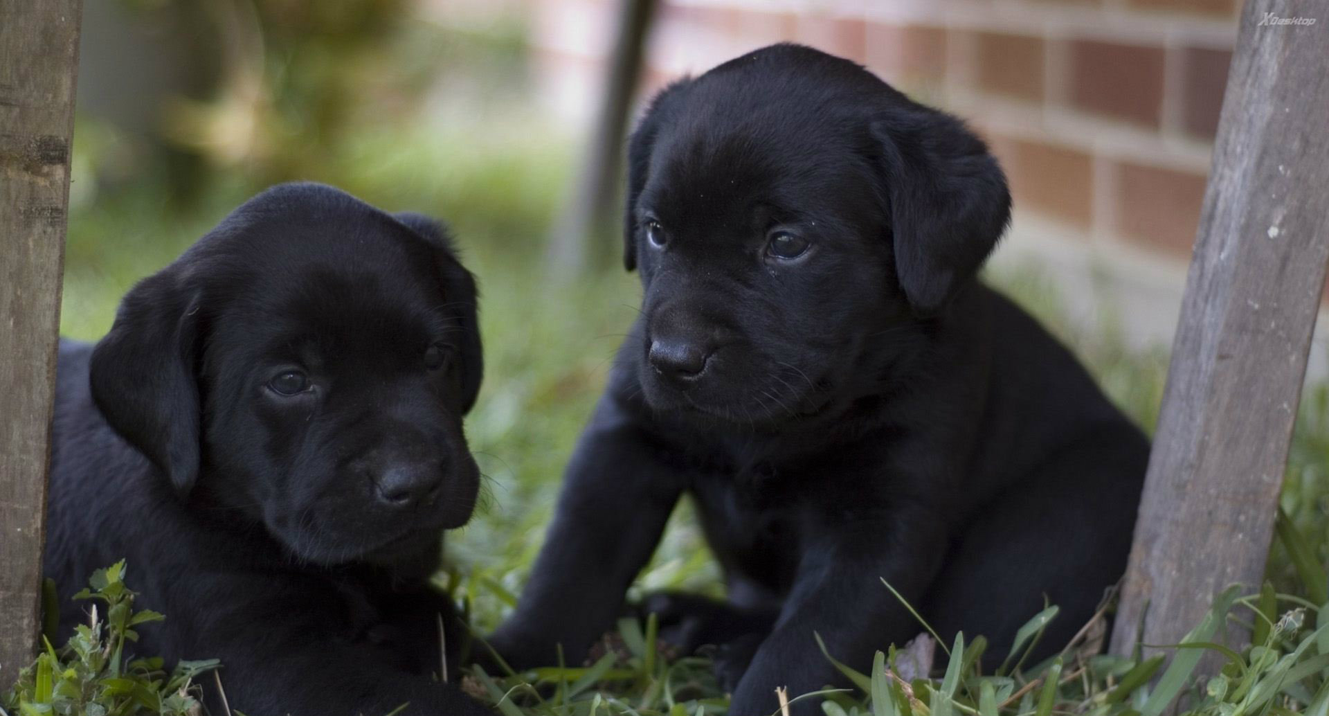 LABRADOR ΧΡΥΣΑ,ΜΠΕΖ ΚΑΙ ΜΑΥΡΑ ΚΟΥΤΑΒΑΚΙΑ
