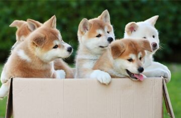 akita-inu-puppies