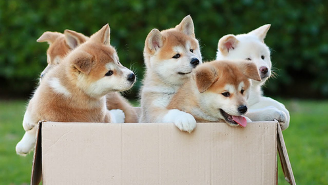 akita-inu-puppies