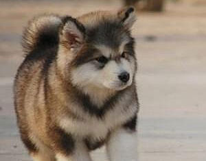 alaskan-malamute-puppy-cute